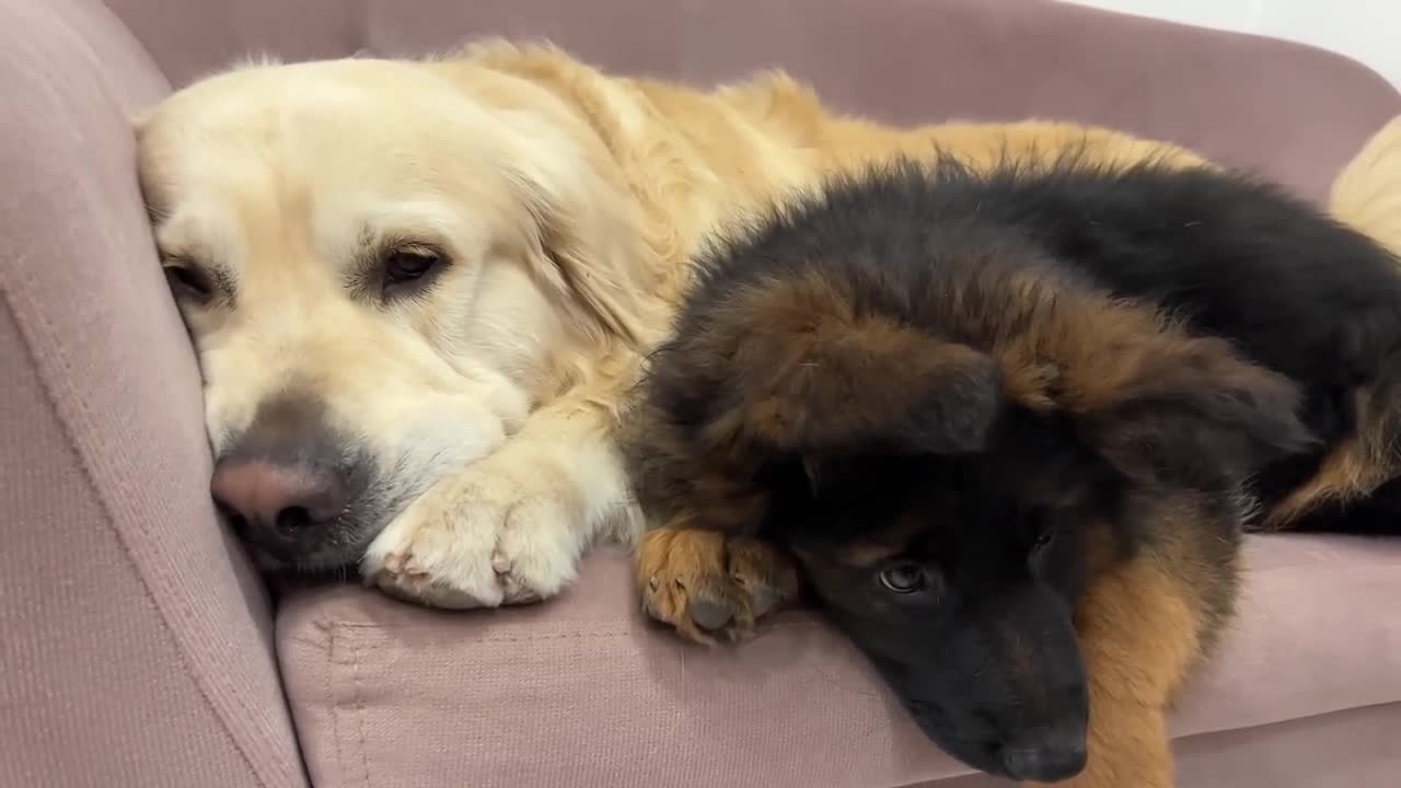 Golden Retriever Shares a Sofa with Puppies