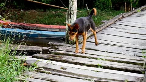 Dog playing