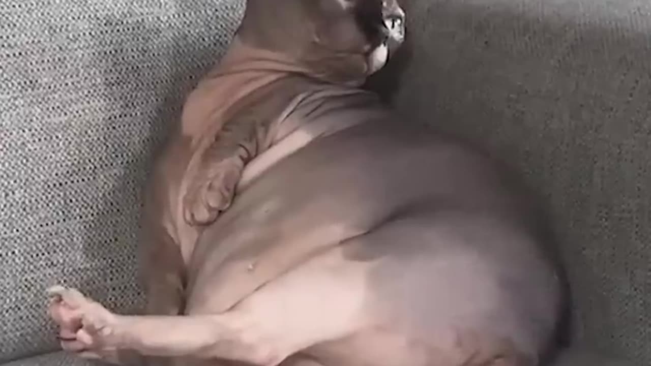 Funny Animals 🐱🐈 Funny Cat and Funny Dog 2023