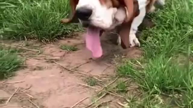 Best Cute dogs Puppy Most Understanding Try to not laugh