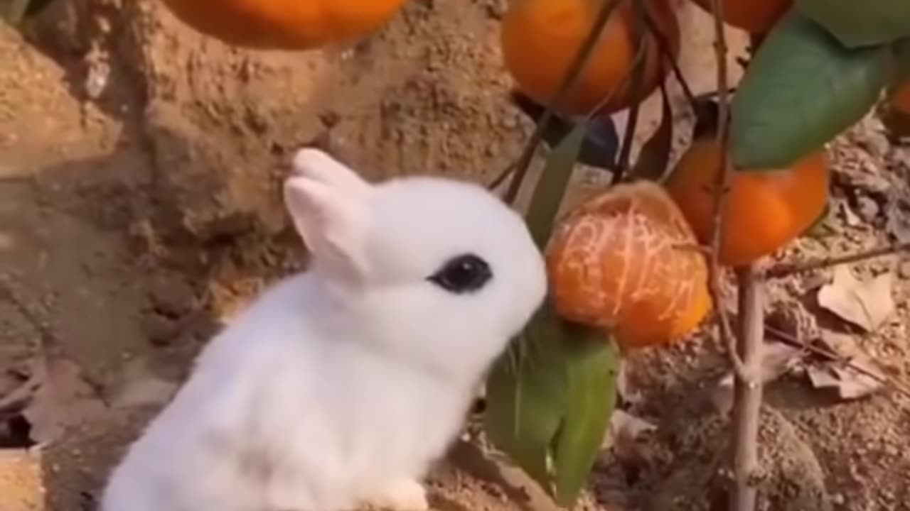 Best Funny Animal Of the Year (2023) so Cute!! enjoy watching