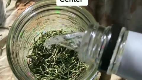 Rosemary for focus