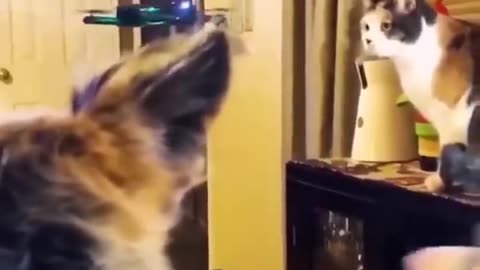 New funny 🤣 - best Cats and dogs🐱 🐶 videos of 2023 !!