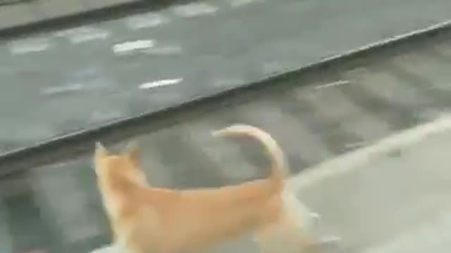 Dog reacting to the train running