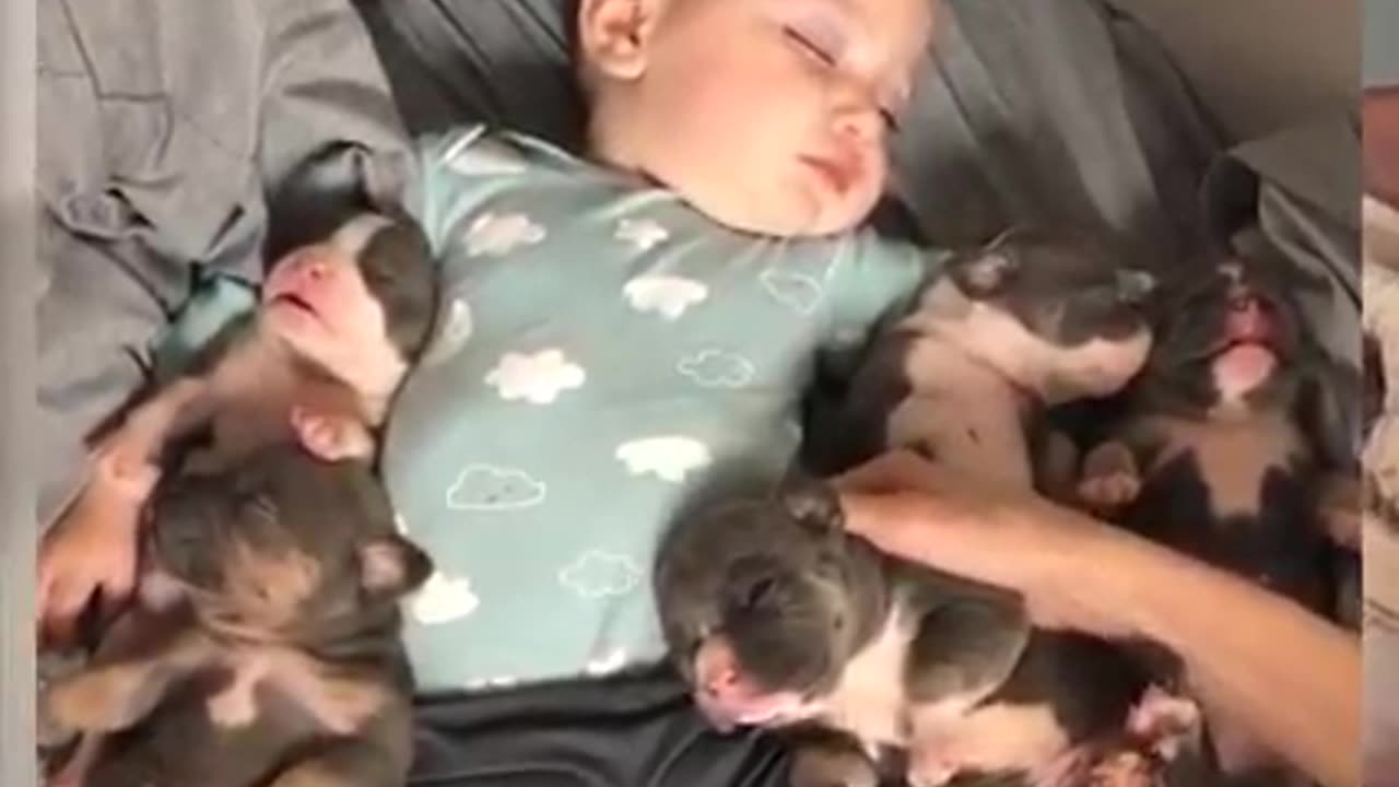 Dogs playing with child