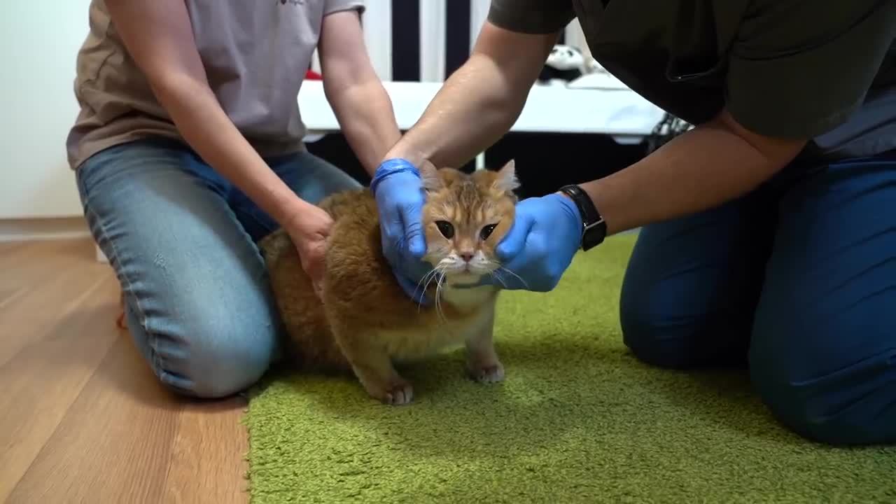 Vaccination!