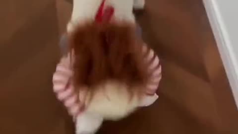 Funny dog