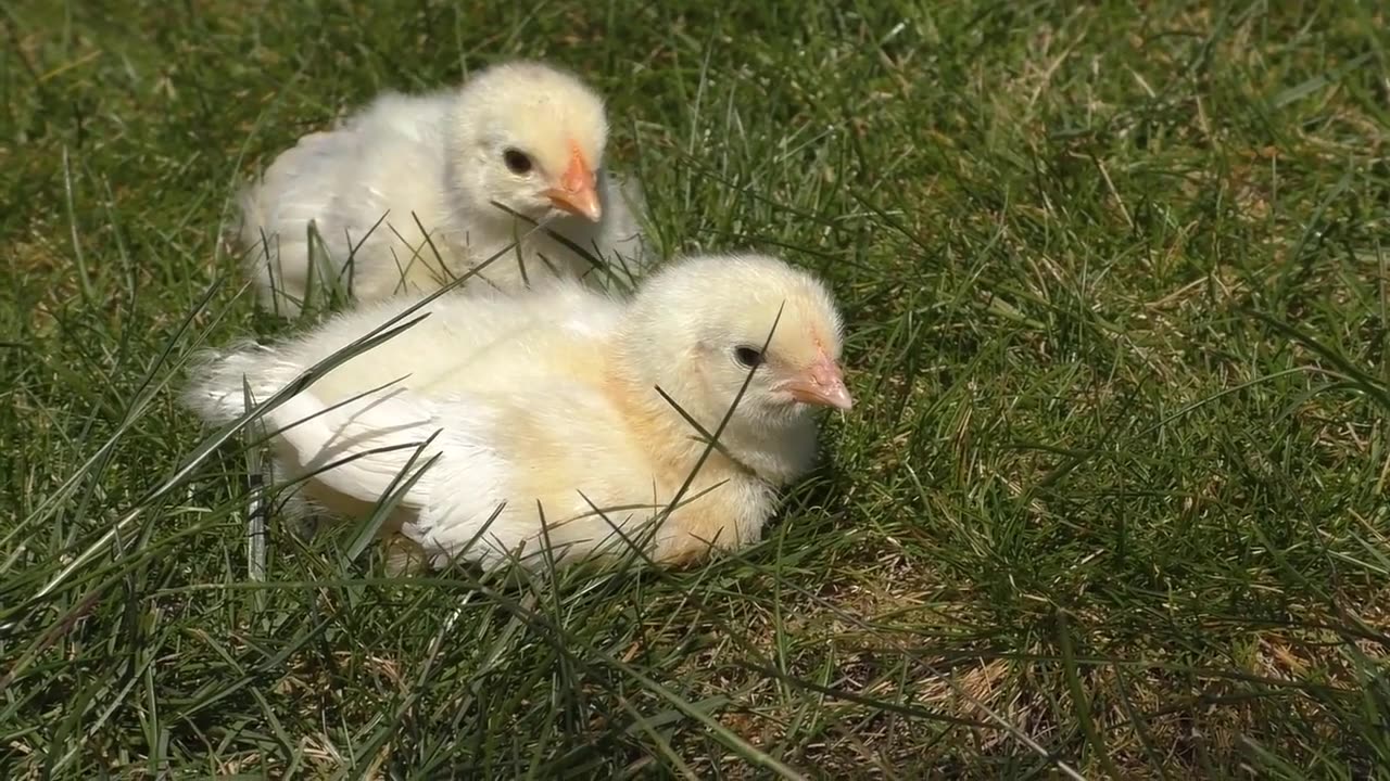 Cute Baby Animals Compilation
