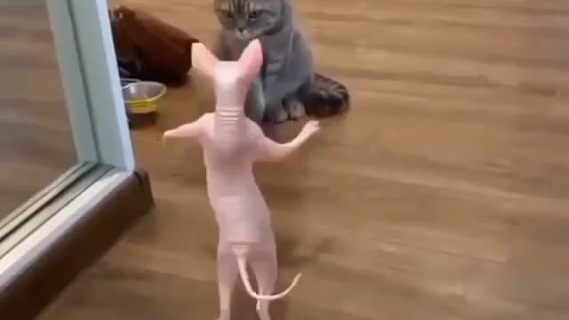 Cute cat dances in a funny way