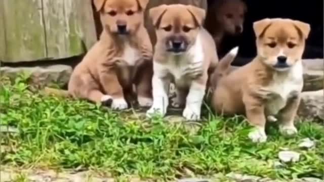 Funny collection of dogs (4)