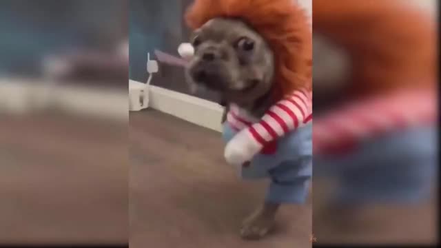 Funny Dog shorts videos