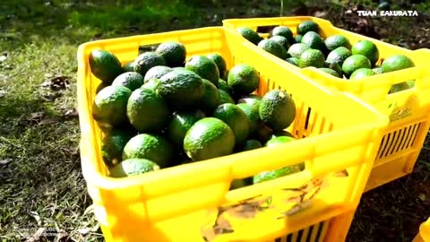 Awesome!!! The Largest Avocado Plantation in The World, Avocado Packaging