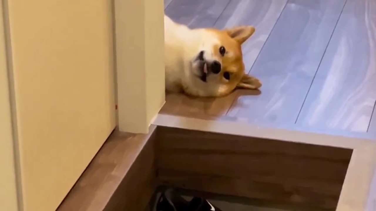 TRY NOT TO LAUGH 😆 Best Funny Videos Compilation 😂😁😆