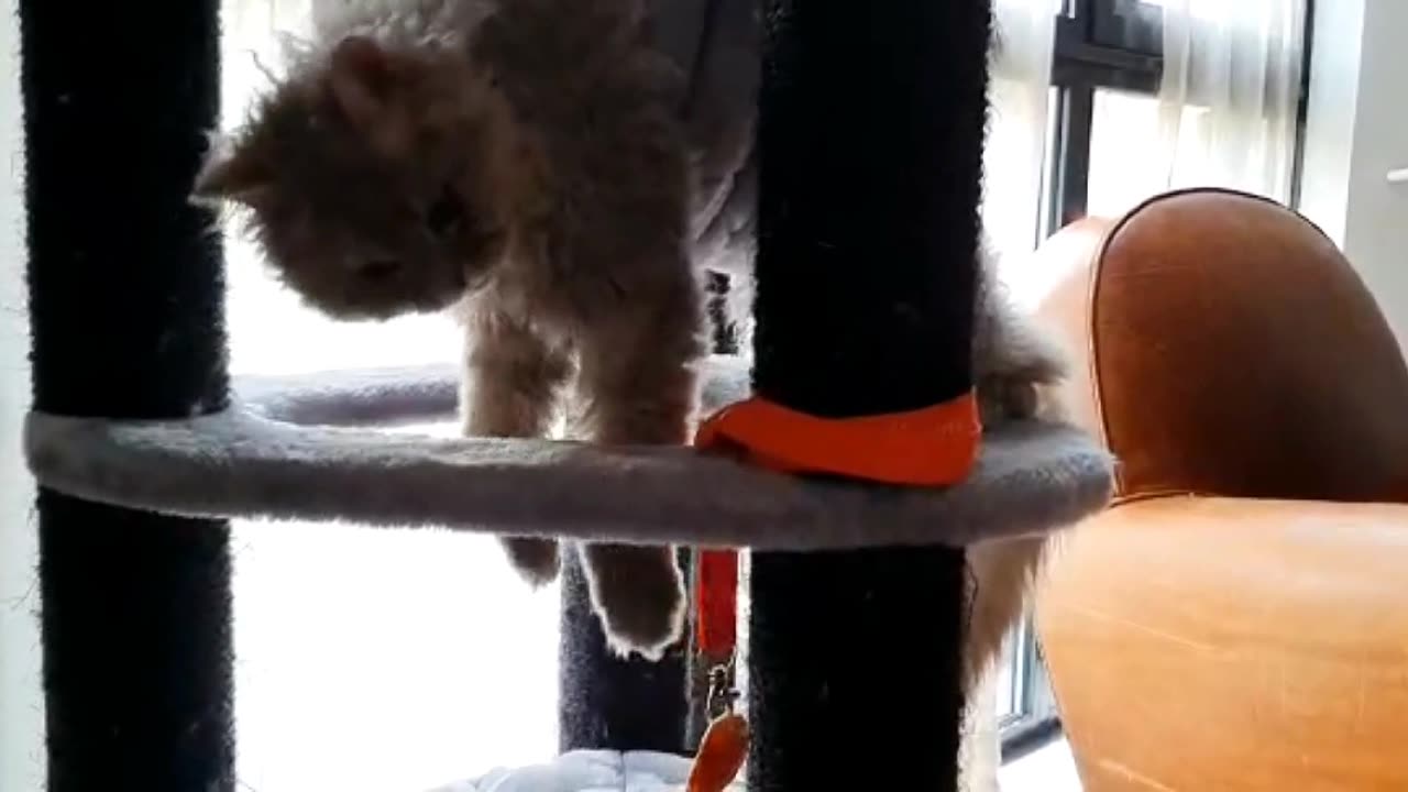 Cat entertainment