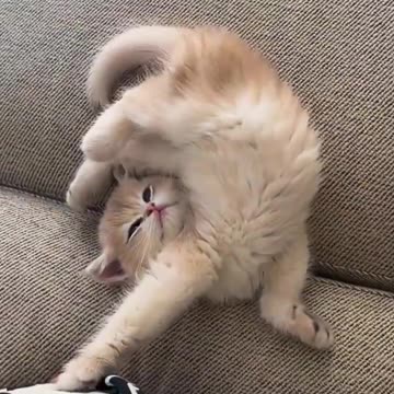 sleeping cat is funny 😅💖💤