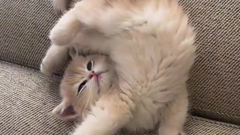 sleeping cat is funny 😅💖💤 