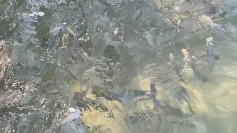 8/11 - Praia da Sepultura, Santa Catarina, Brasil.