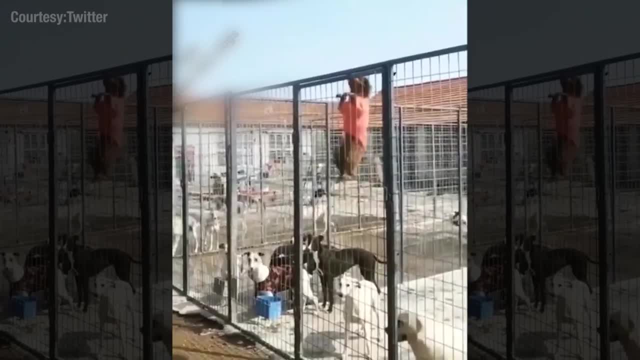 Watch these dogs escaped from a cage