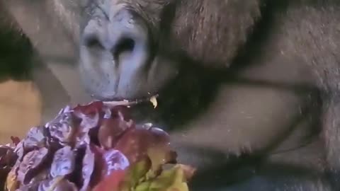 He likes the red lettuce the most! #gorilla #asmr #mukbang #eating