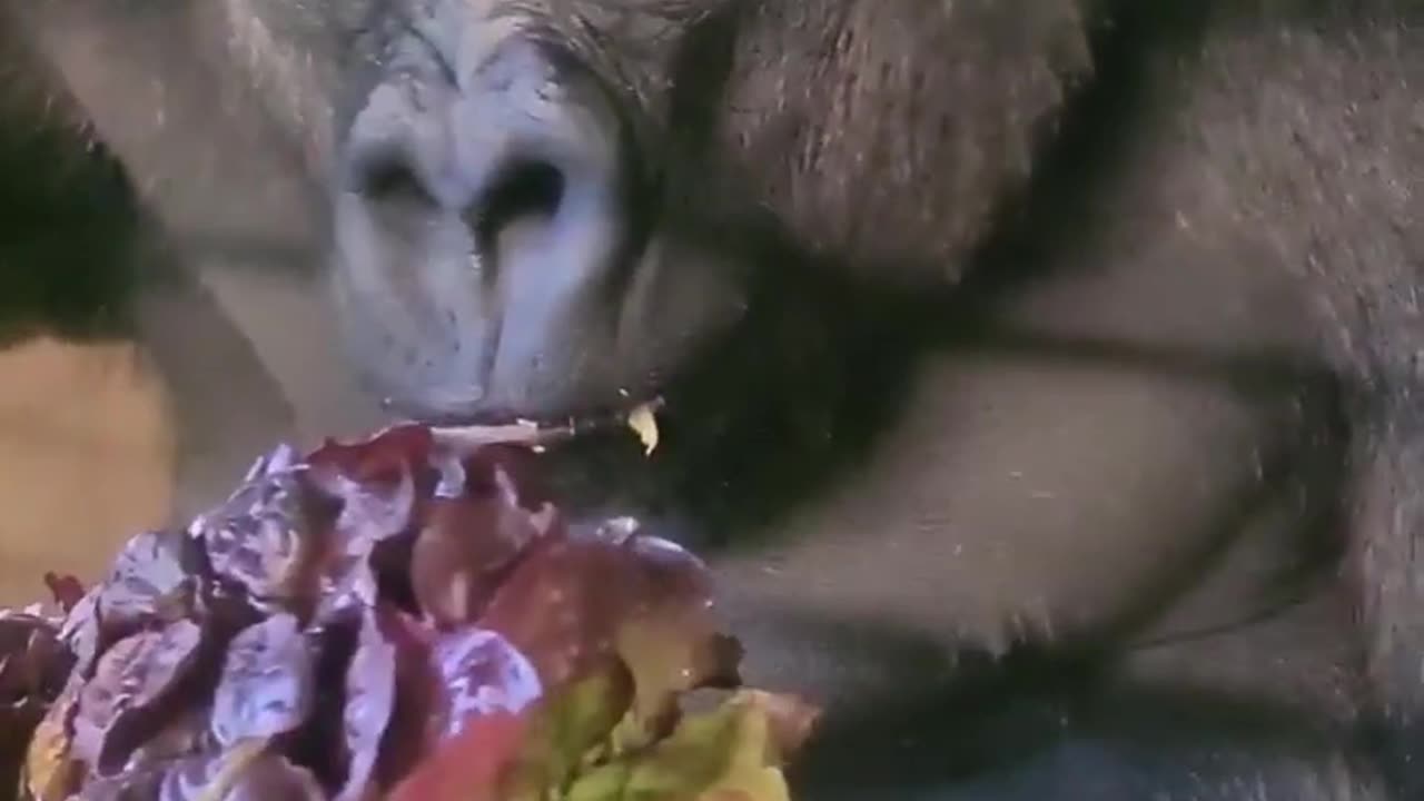 He likes the red lettuce the most! #gorilla #asmr #mukbang #eating