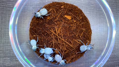 Simulating a desert for 100 day