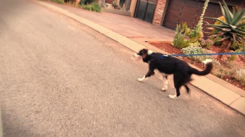 Black Dog having a walk on street.