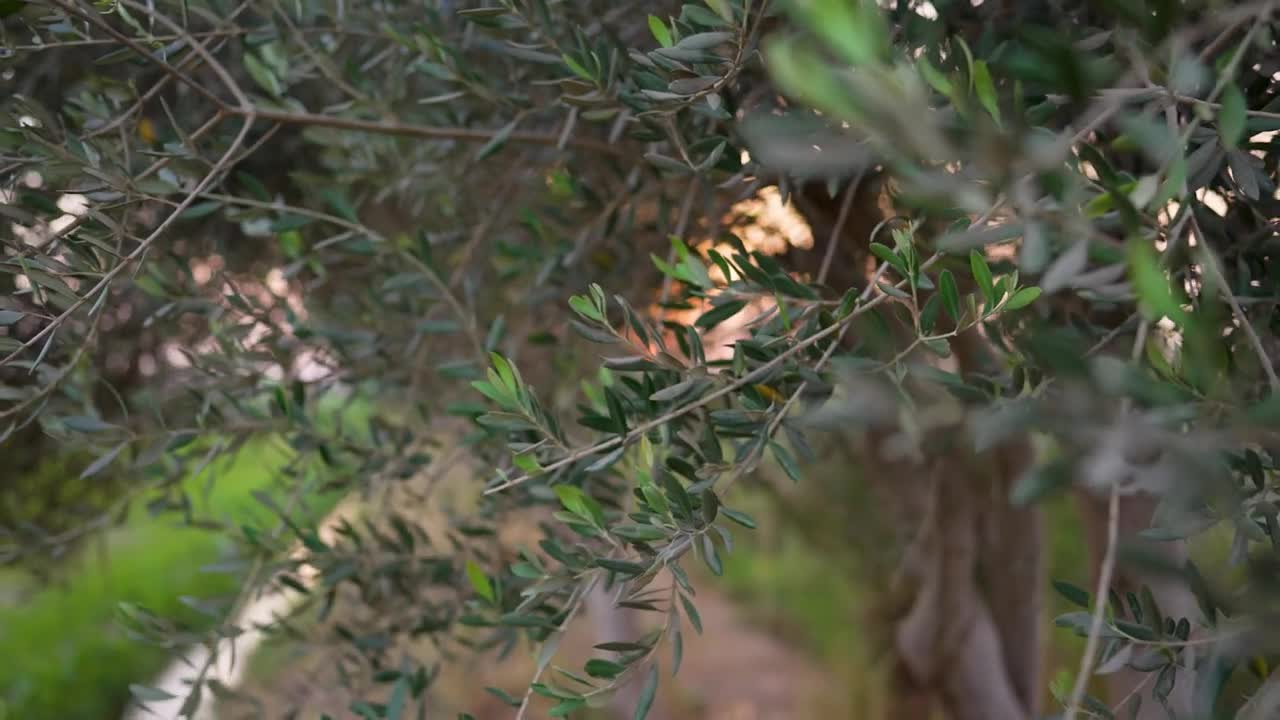 Olive tree Stock Footage | Royalty Free | Free 4K Videos - no copyright