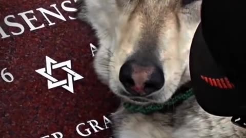 Dog Misses His Owner 🥺 Emotional #dogs #sad
