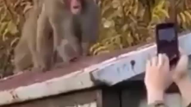 Funny Monkey Sex 🤣🤣 #animalfunniestvideo