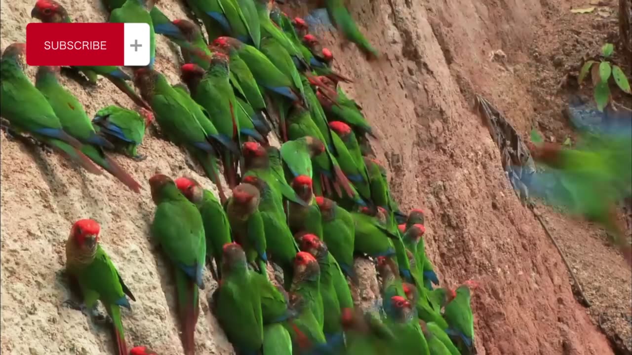 Scarlet Macaws take their medicine. Earthflight (Winged Planet) Narrator David Tennant)