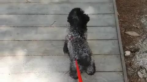 When the leash is annoying?