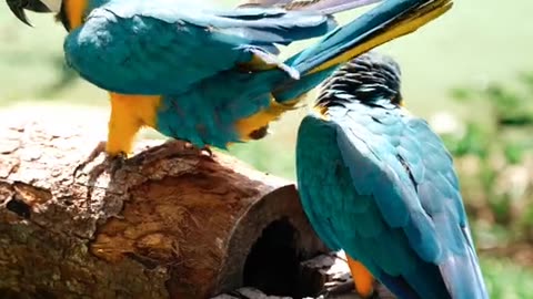 Beautiful. Parrots in the London zoo