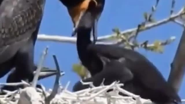 that bird in Uganda colld ngadala