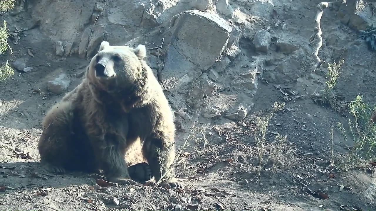 Exploring the World of Polar Bears, Brown Bears, and Black Bears | Radiant Earth Gazer