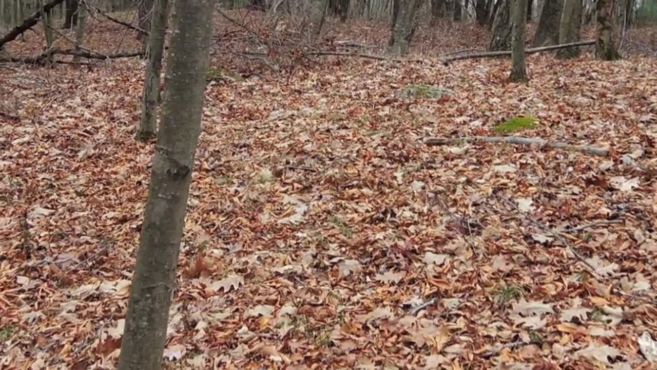 Camp Columbia Trench Lines