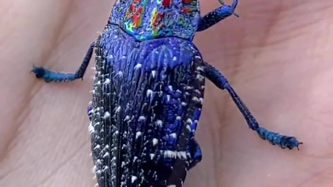 This is the most beautiful insect on the earth