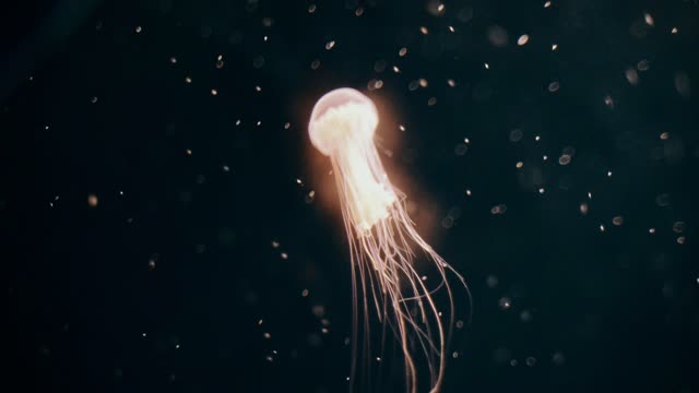 glowing jellyfish