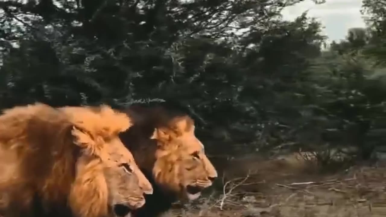 Two lion