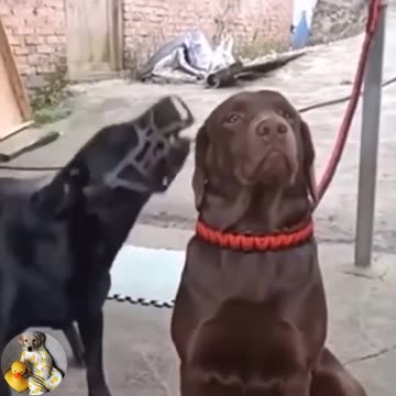 The pinnacle of contempt 😂