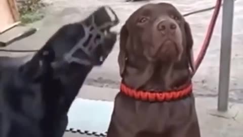 The pinnacle of contempt 😂