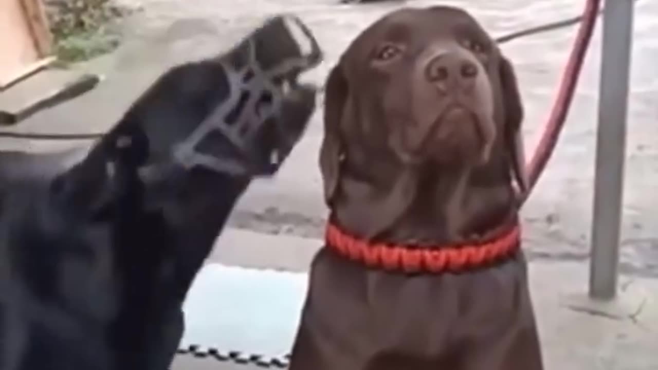 The pinnacle of contempt 😂