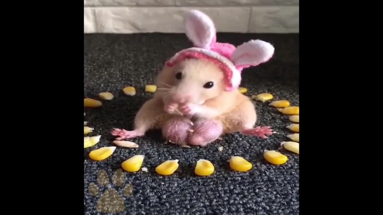 Aww😁 Funny and Cute Hamster Videos Compilation🐹 - Baby hamster #7