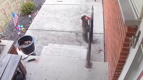 Squirel gives Christmas gift to women
