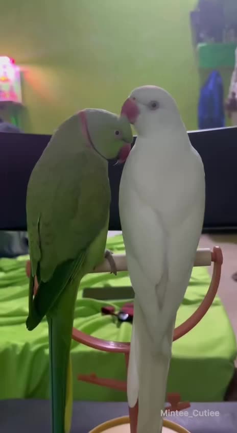 Awesome birdie interaction 😂