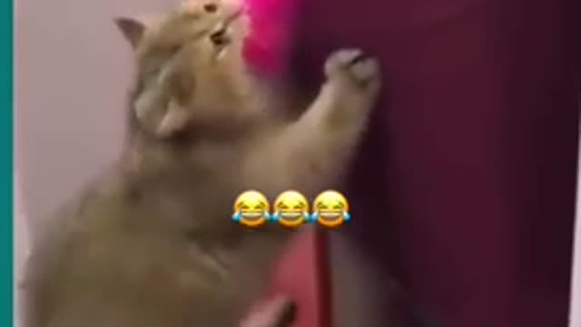 💞😆Cats and dogs fighting very funny😂|| Try not to laugh || Part 3 #shorts