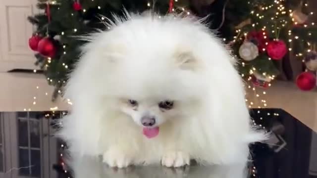 Little Cute Dog Funny video