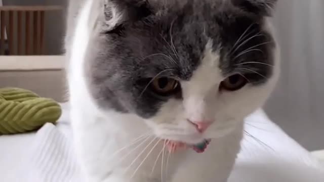 Baby cats - cute and funny cat videos compilation #24