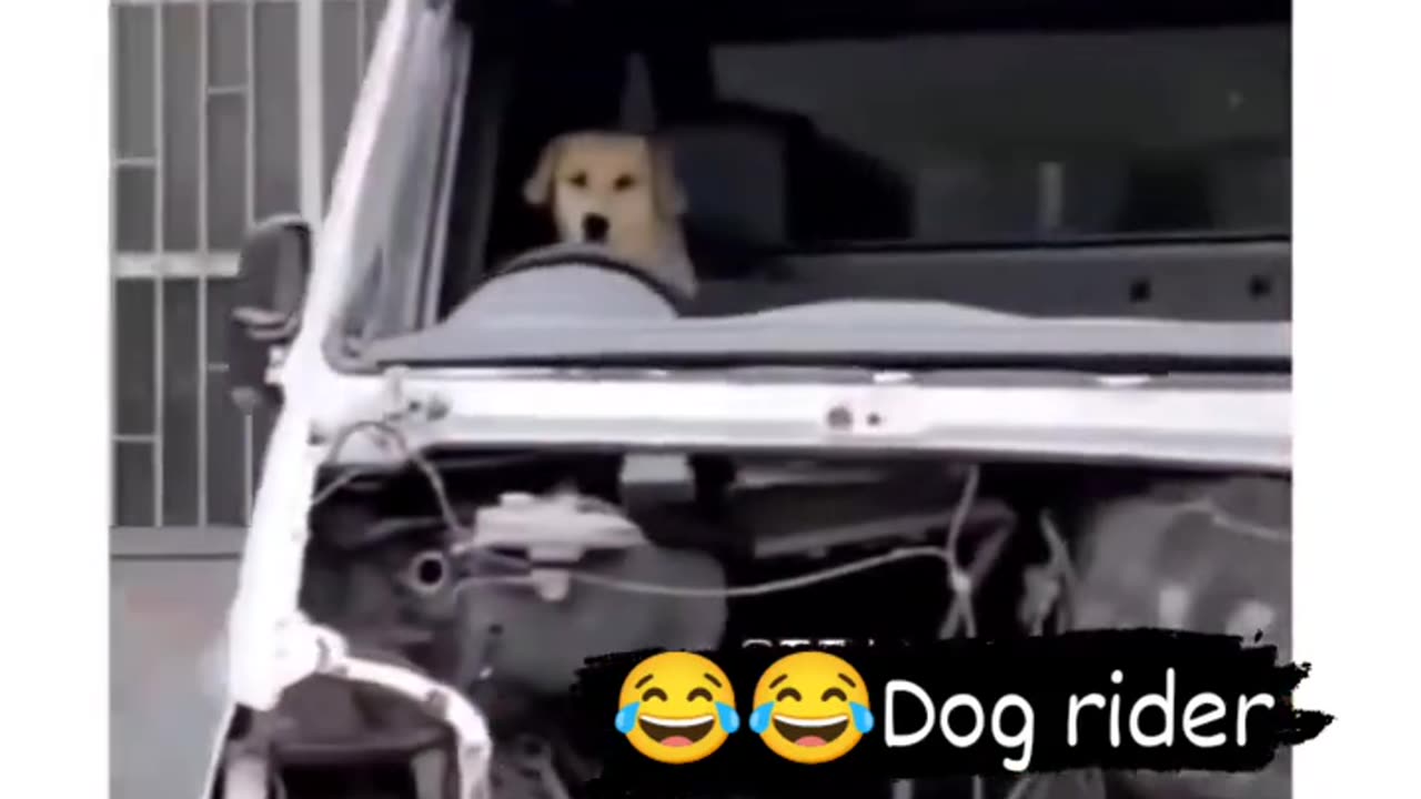 Heavy driver dog Viral funny video 🤣🤣