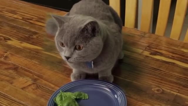 Cat doesn't finish Vegetables