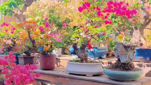 Có bạn nào mê hoa giấy không nè #hoagiay